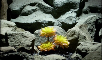 Sempervivum Cmiral Succulent | Artificial Reptile Plant prs265