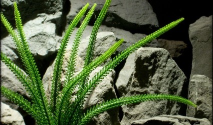 Design Portfolio Aquarium Decor Plants 52 Tail Grass | Artificial Aquarium Plant | Ron Beck Designs pap267 2