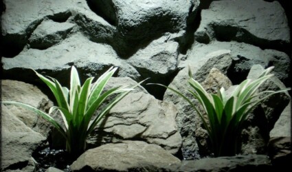 Design Portfolio Reptile Plants & Succulents 188 artificial Dracaena fragrans | Silk reptile plants | srp263