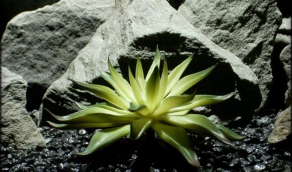 Design Portfolio Reptile Plants & Succulents 183 Agave Desmettiana Variegata Artificial Reptile Plant Succulent | ron beck designs prs270 2