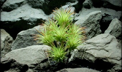 Artificial Tillandsia (mint) Artificial reptile plant prs268 2