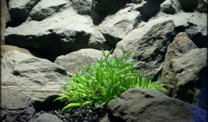 Design Portfolio Reptile Plants & Succulents 181 Kleinia senecio mandraliscae | Artificial Reptile Plant Succulent prs275