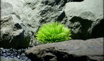 Design Portfolio Reptile Plants & Succulents 6 Plastic Moss | Artificial Aquarium Plants | ron beck designs pap276 2