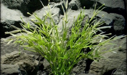 Water Grass | Artificial Aquarium Plant pap274 2