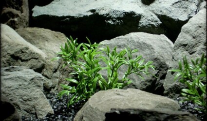 dwarf hygrophila artificial aquarium plants | ron beck designs pap273 2