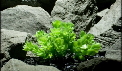 Design Portfolio Reptile Plants & Succulents 182 sedum pool party stonecrop | ron beck designs prs272
