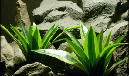 Design Portfolio Reptile Plants & Succulents 178 Artificial Dracaena Fragraus - Silk Reptile Plants srp278 2