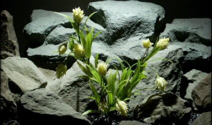 Design Portfolio Reptile Plants & Succulents 175 Artificial Protea plant - artificial reptile amphibian plant prp281