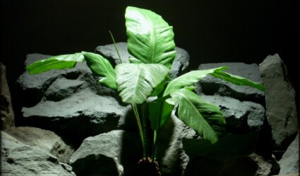Design Portfolio Reptile Plants & Succulents 180 Silk Reptile Plants: Artificial Banana Plant Leaves. Custom Order 1