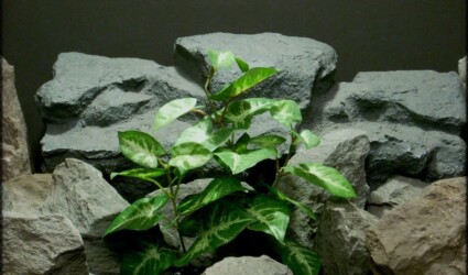 Syngonium podophyllum Mini silk reptile plant srp279