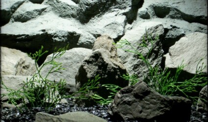 artificial aquarium plants - witch grass pap282 2