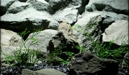 Design Portfolio Aquarium Decor Plants 47 artificial aquarium plants - witch grass pap282 2