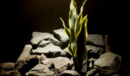 Design Portfolio Reptile Plants & Succulents 173 Artificial Snake Plant Sansevieria - reptile plant - ron beck designs prp285