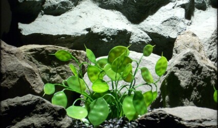 Chinese Money Plant - Artificial Aquarium Plants pap283 2
