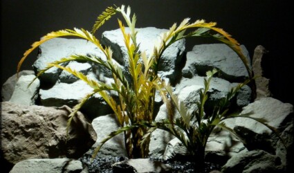 Design Portfolio Reptile Plants & Succulents 171 Feather Leaf Fern - Artificial Reptile Terrarium Plant - prp288