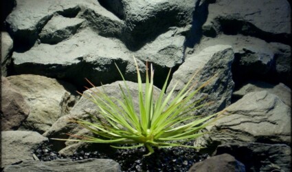 Hedgehog Agave - Artificial Reptile Plant Succulent - prp290