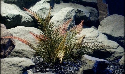 Spiked Fern - Artificial Aquarium Plant - parp289 2