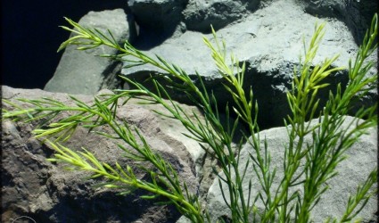 Design Portfolio Aquarium Decor Plants 41 Wheat Grass - Artificial Aquarium Reptile Plant parp291 2