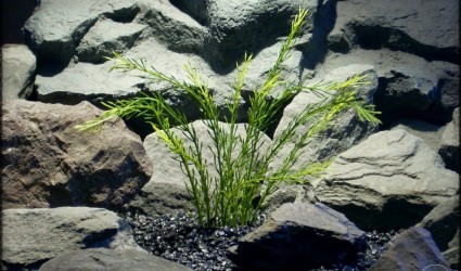 Design Portfolio Aquarium Decor Plants 42 Wheat Grass - Artificial Aquarium Reptile Plant parp291