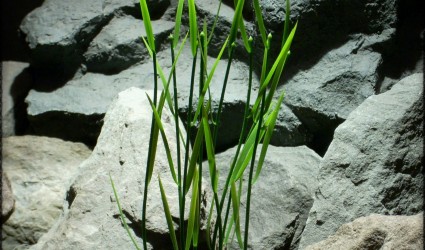 Design Portfolio Aquarium Decor Plants 40 Bamboo Canes Shoots - Artificial aquarium Plant parp297 2