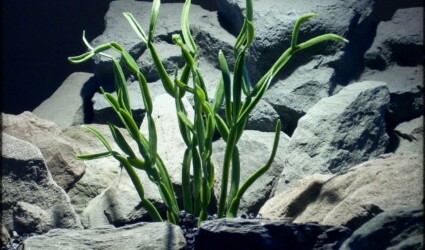 Design Portfolio Reptile Plants & Succulents 164 Artificial Pencil Cactus - Artificial Reptile Plant prp298 1500 1125