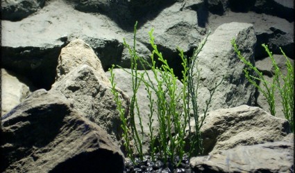 Design Portfolio Aquarium Decor Plants 39 Bead Grass - Artificial Aquarium Plant parp299 2