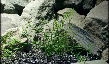 Design Portfolio Aquarium Decor Plants 37 Witch Grass - Artificial Aquarium Plants parp300 2
