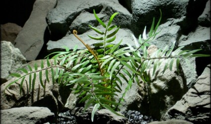 Design Portfolio Reptile Plants & Succulents 155 Artificial Boston Fern - Artificial Reptile Plant prp308