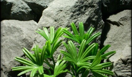 Lady Palm - Artificial Aquarium Reptile Plants - ron beck designs - parp304 3