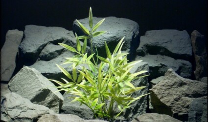 Variegated Bamboo - Artificial Aquarium Plant - parp303