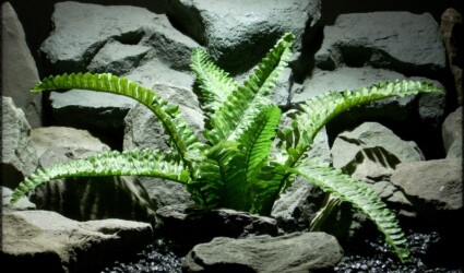 SILK BOSTON FERN Artificial Boston Fern -Artificial Silk Reptile Plant - srp312