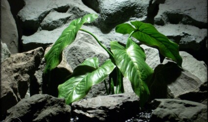 Design Portfolio Reptile Plants & Succulents 152 Artificial Calla Lily Leaves - Artificial Silk Reptile Plant - srp315