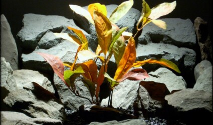 Design Portfolio Reptile Plants & Succulents 153 Mountain Laurel Fall Colors srp313 silk ron beck designs