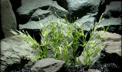 Design Portfolio Aquarium Decor Plants 34 Water Grass Plot - Artificial aquarium plant parp318