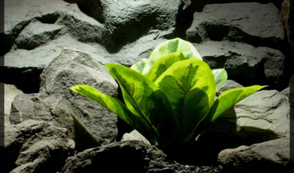 Design Portfolio Reptile Plants & Succulents 148 Variegated Rubber Plant - Artificial Reptile Plant - Real Touch - srp320