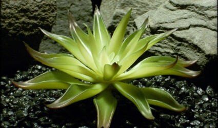 Artificial Agave Desmettiana Variegata - Reptile Plant prs326 2