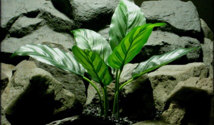 Design Portfolio Reptile Plants & Succulents 141 Artificial Chinese Evergreen Leaves - Artificial Silk Reptile Plant srp329