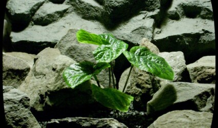 Artificial Peperomia Bush - Artificial Reptile Plant srp328