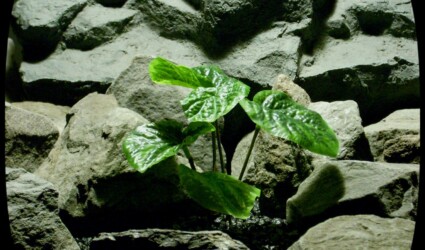 Design Portfolio Reptile Plants & Succulents 142 Artificial Peperomia Bush - Artificial Reptile Plant srp328