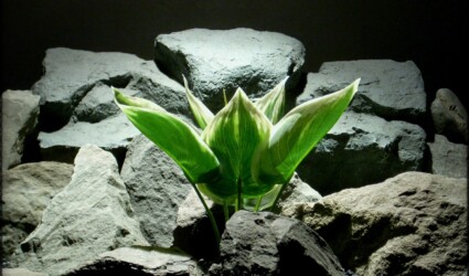 Design Portfolio Reptile Plants & Succulents 140 Artificial Silk Variegated Hosta Leaves - Artificial Reptile Plant - srp331