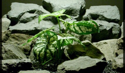 Artificial Variegated Caladium - Artificial Reptile Habitat Plant - Real Touch srp336