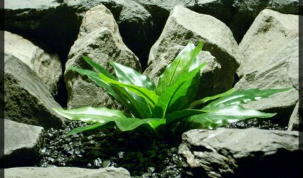 Design Portfolio Reptile Plants & Succulents 133 Artificial Bird of Paradise Leaves - Silk Reptile habitat Plant - srp342