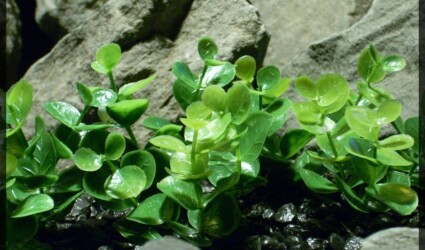 Artificial Boxwood Plot - Artificial Aquarium Plant - parp340 2