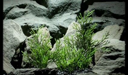 Artificial Cedar Greens - Artificial Aquarium Plant - Reptile Habitat Plant - parp337 (1)