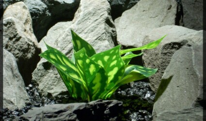 Design Portfolio Reptile Plants & Succulents 135 Artificial Chinese Evergreen Aglaonema - Artificial Silk Reptile Habitat Plant - srp339