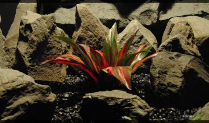 Artificial Dracaena Red Dwarf Plant - Silk Reptile Habitat Plant - srp353 2