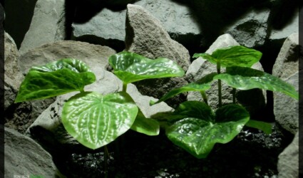 Artificial Peperomia Plants - Artificial Silk Reptile Habitat Plants - PLOT srp348 2