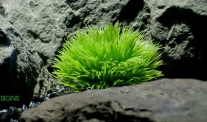 Artificial Plants - Ron Beck Designs - Home Page Design Shop Moss Image 1500 600