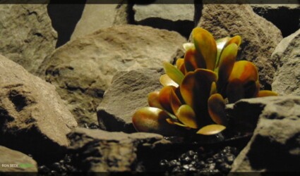 Design Portfolio Reptile Plants & Succulents 113 Artificial Schefflera - Artificial Reptile Habitat Plant - prp351