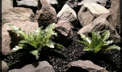 Artificial Silk Bracken Ferns - Artificial Reptile Habitat Plants - srp350 2